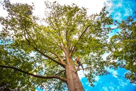 Best Leaf Removal  in Kingston, PA