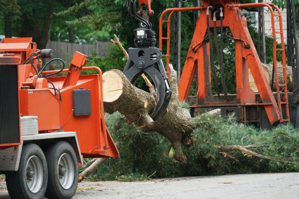 Best Grass Overseeding  in Kingston, PA