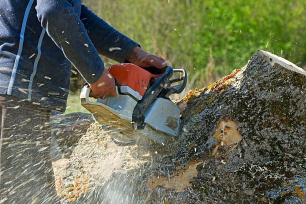  Kingston, PA Tree Services Pros